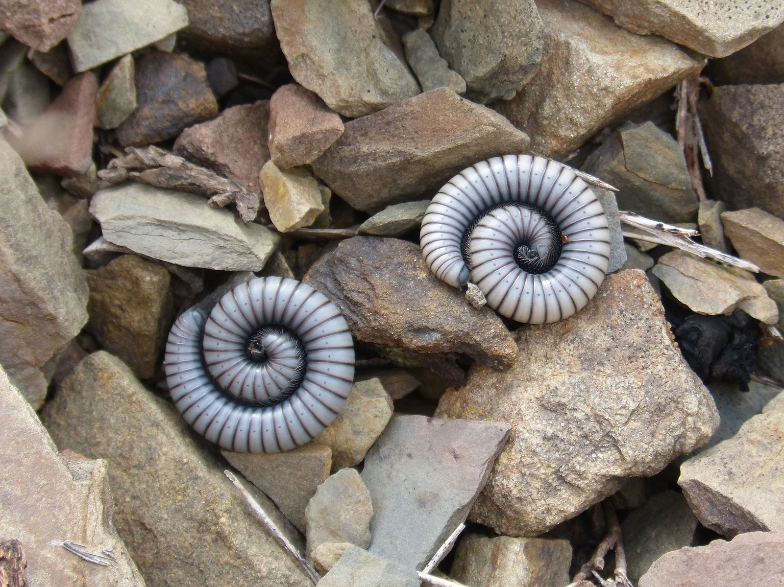 A huge millipede fossil the size of a car has been discovered on a beach in northern England.