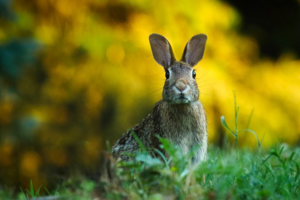 A uncommon rabbit sickness has wiped out Edmonton's syphilitic graveyard rabbits.