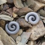 A huge millipede fossil the size of a car has been discovered on a beach in northern England.