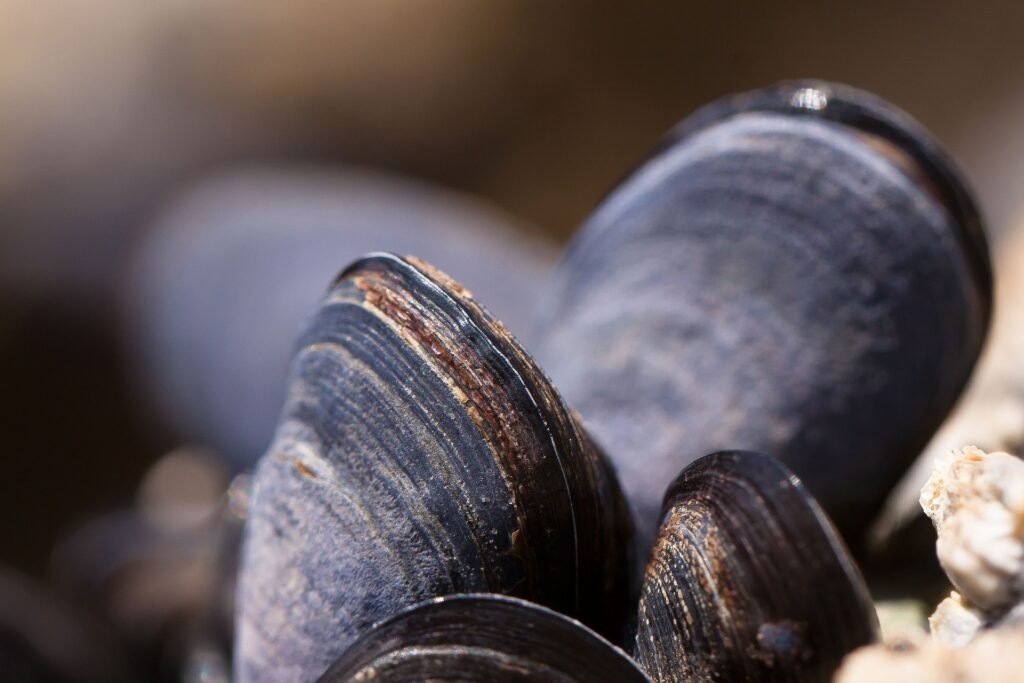 Freshwater mussels, which may live for 100 years and clean our waterways, are disappearing in large numbers.