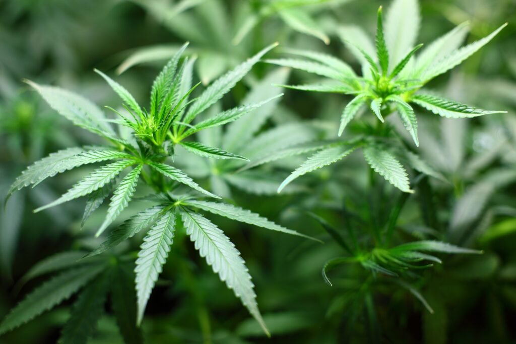 Cannabis may protect against Covid-19 infection, according to a new study.