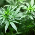 Cannabis may protect against Covid-19 infection, according to a new study.